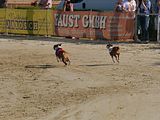 Golden Rabbit European Sandtrack-Derby Th. Ernst (163)